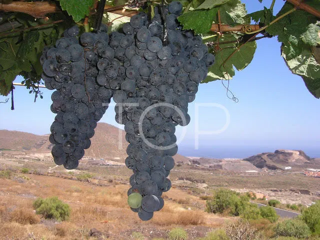 Idílica finca con vistas al mar en venta en San Miguel, Tenerife Sud