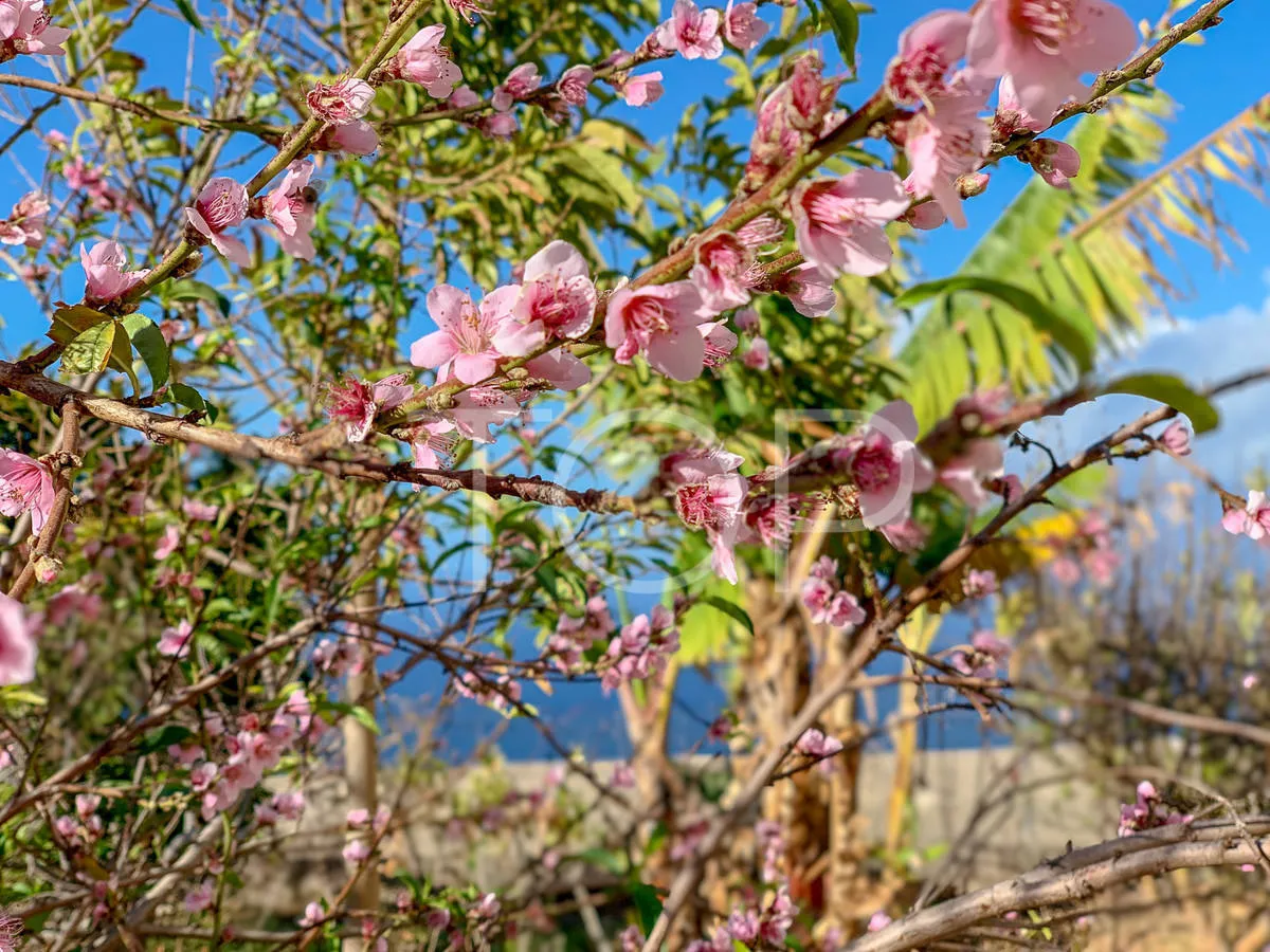 Gran finca en una ubicación privilegiada en Tejina, Guia de Isora